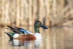 Northern Shoveler