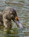 Northern Shoveler