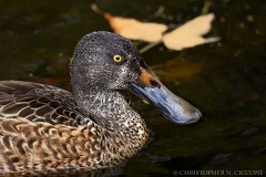 Northern Shoveler