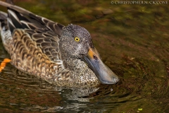 Northern Shoveler