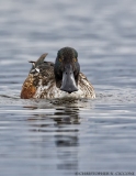 Northern Shoveler