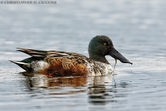 Northern Shoveler