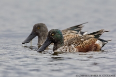 Northern Shoveler