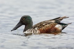 Northern Shoveler