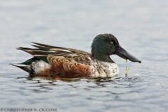 Northern Shoveler