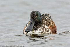 Northern Shoveler