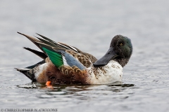 Northern Shoveler