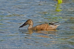 Northern Shoveler