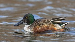 Northern Shoveler