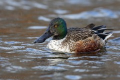 Northern Shoveler