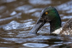 Northern Shoveler