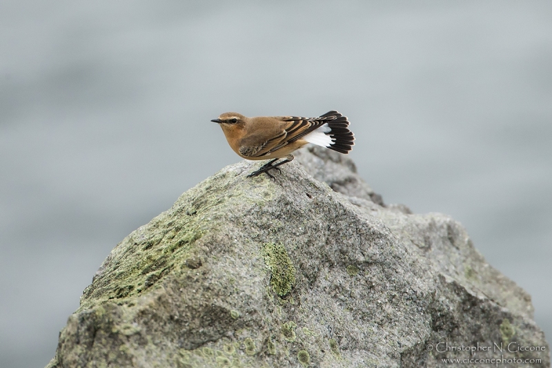 Northern Wheatear