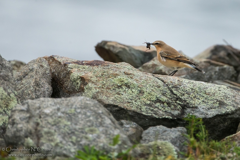 Northern Wheatear