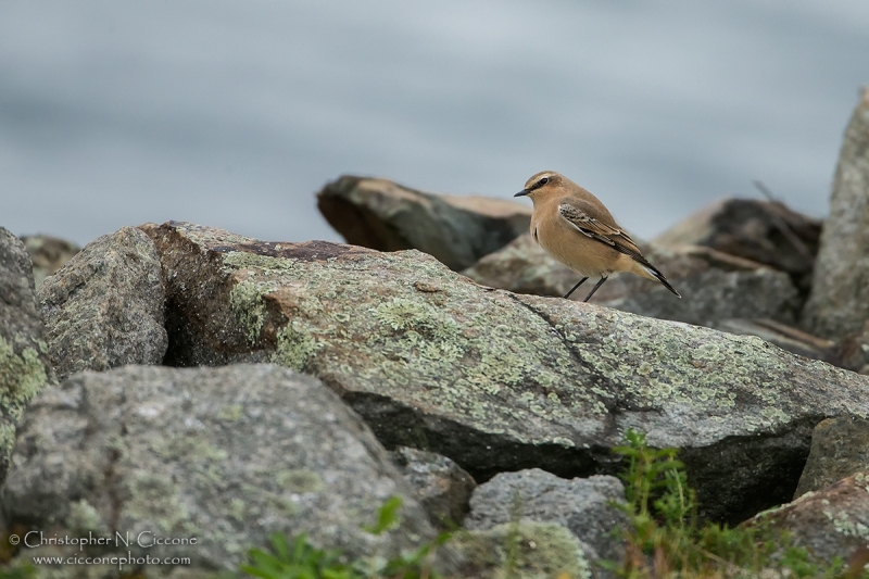 Northern Wheatear