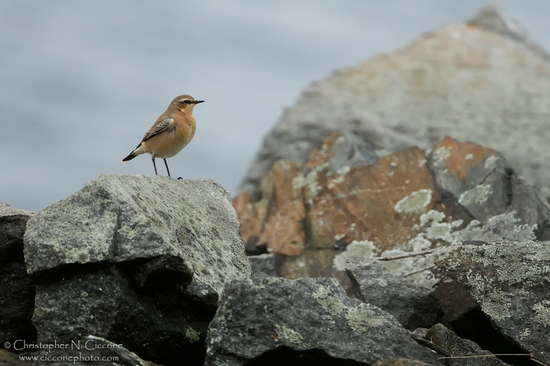 Northern Wheatear