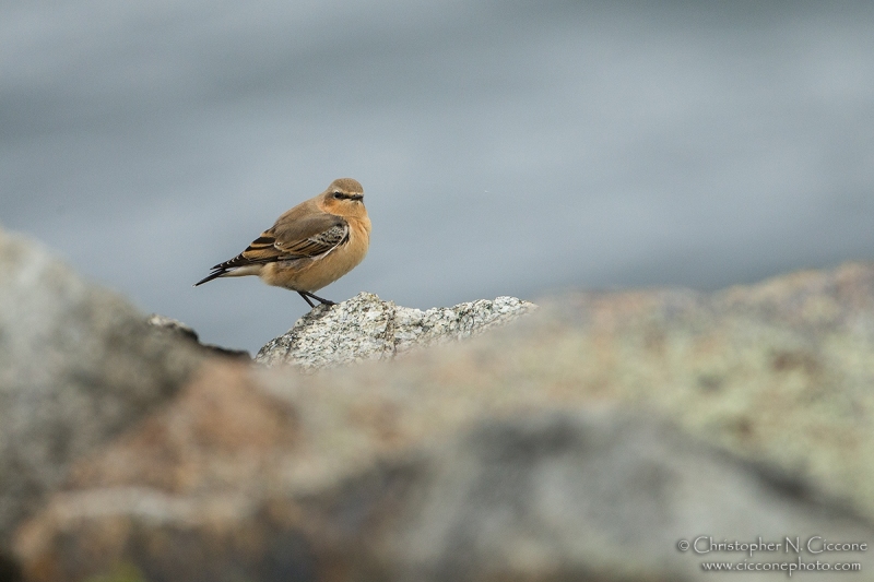 Northern Wheatear