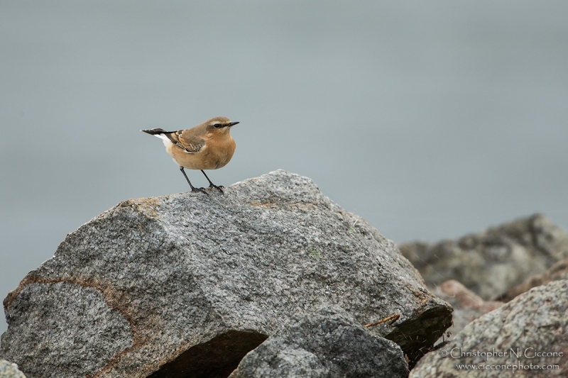 Northern Wheatear