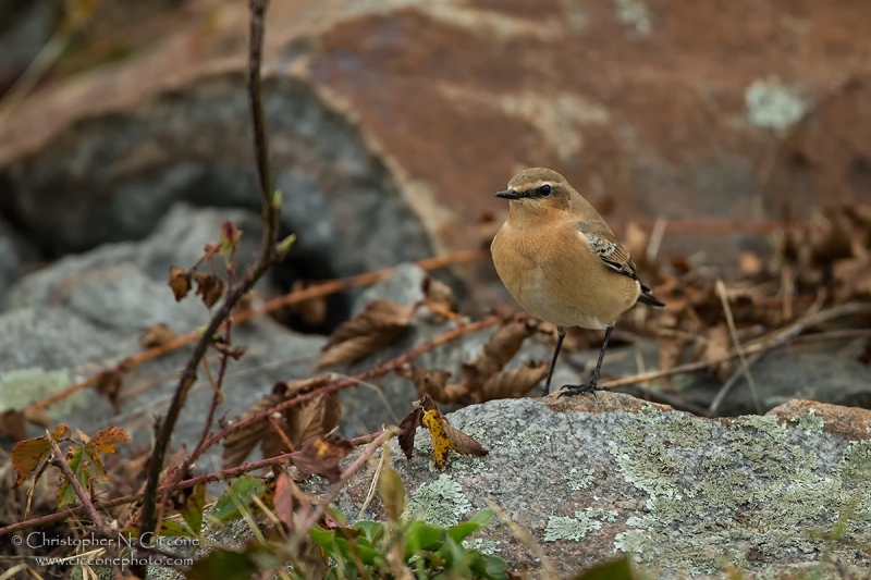 Northern Wheatear