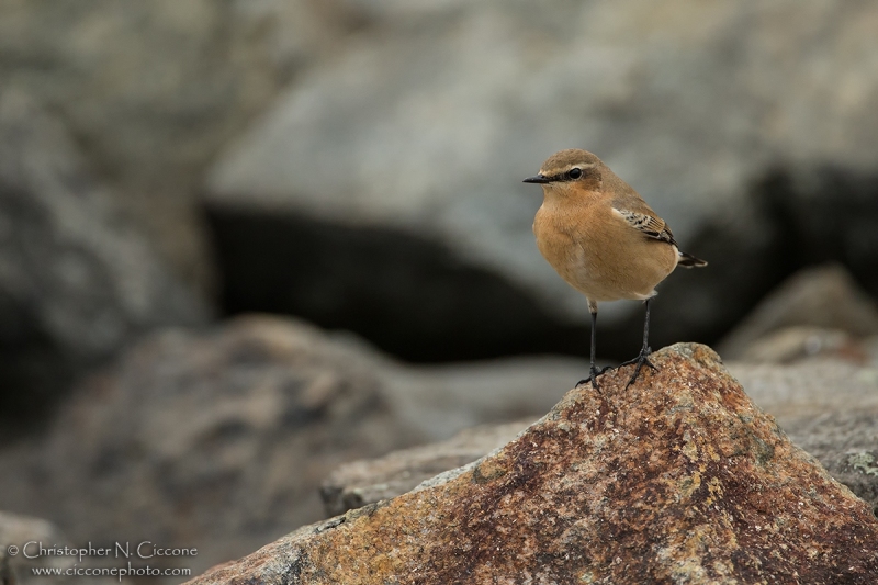 Northern Wheatear