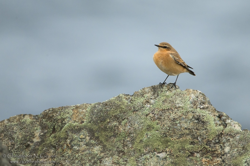 Northern Wheatear