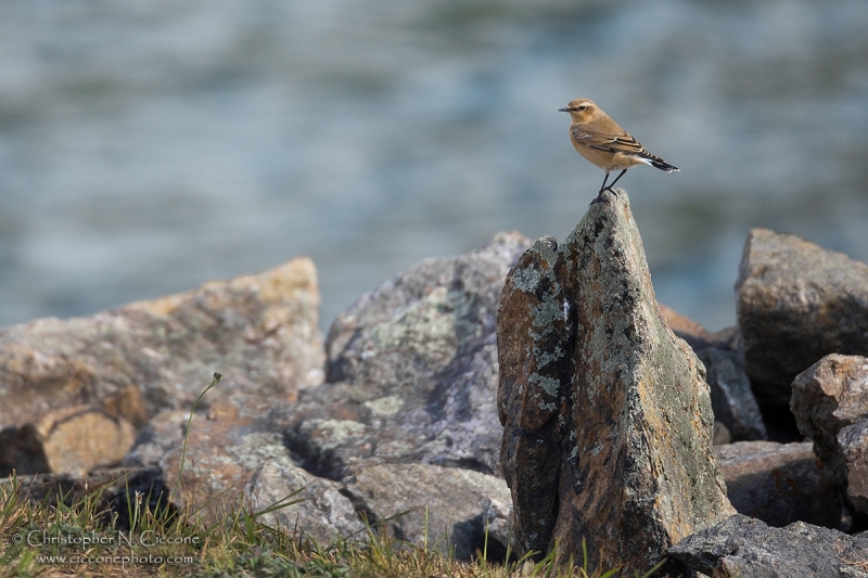 Northern Wheatear