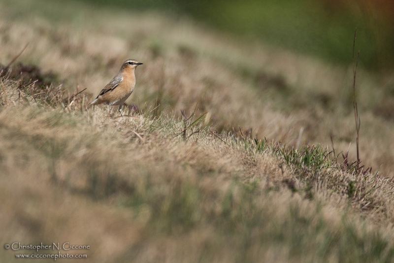 Northern Wheatear