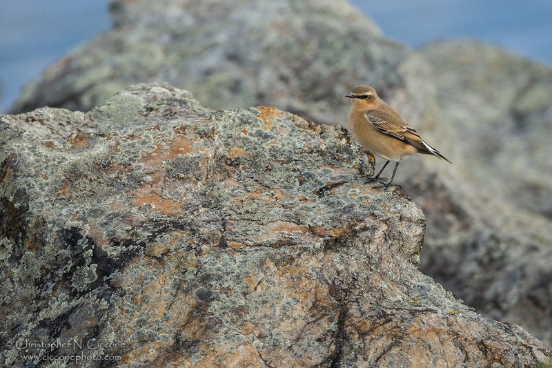 Northern Wheatear