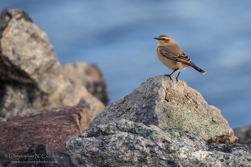 Northern Wheatear