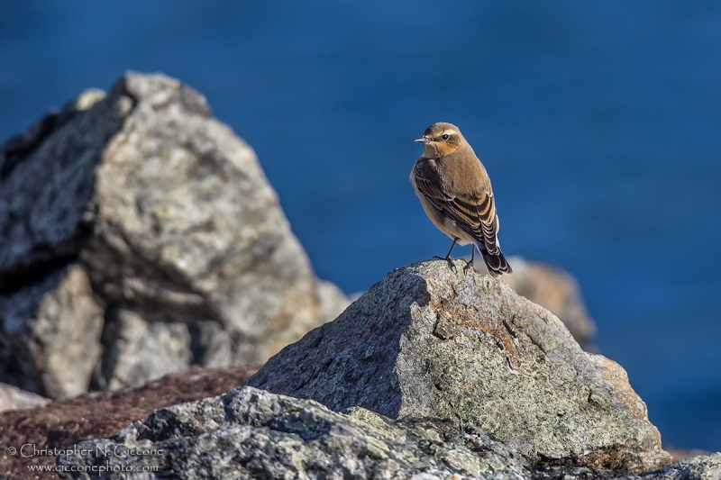 Northern Wheatear