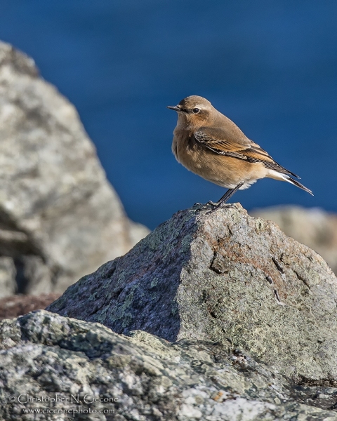 Northern Wheatear