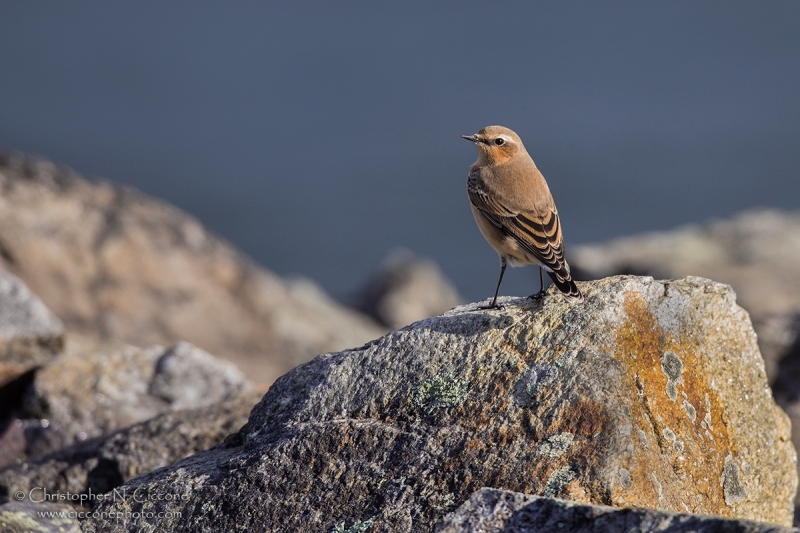 Northern Wheatear