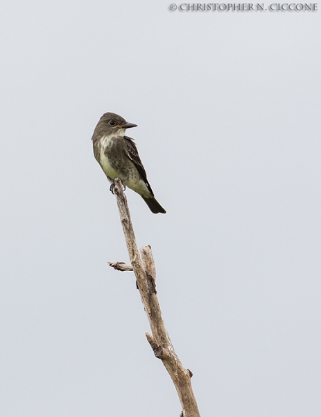 Olive-sided Flycatcher