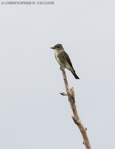 Olive-sided Flycatcher