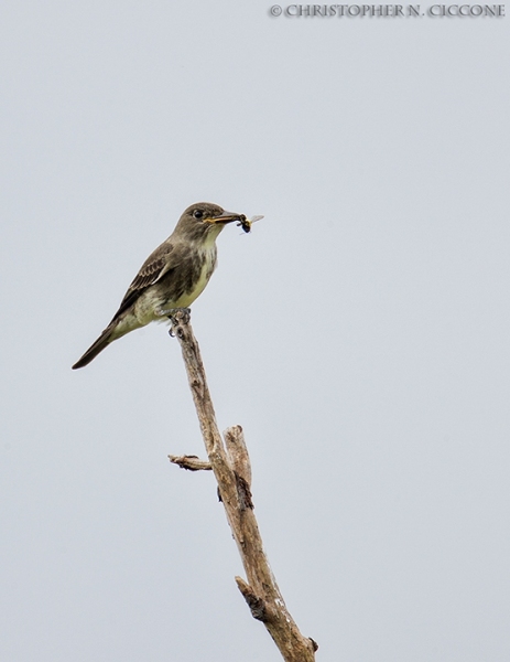 Olive-sided Flycatcher