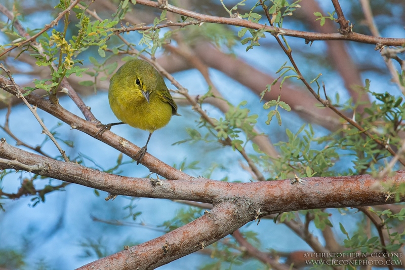 Orange-crowned Warbler