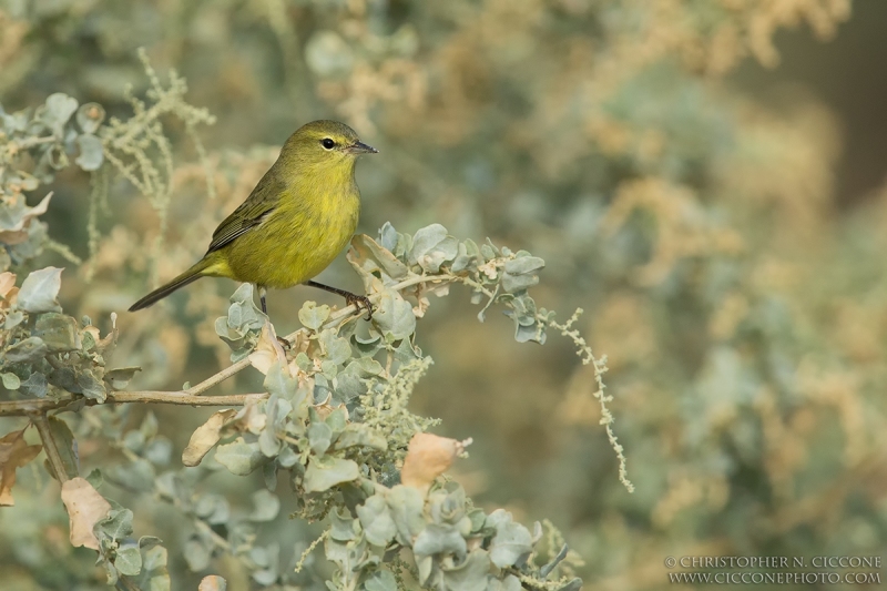 Orange-crowned Warbler