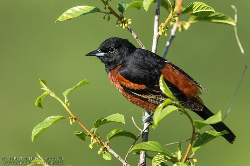 Orchard Oriole