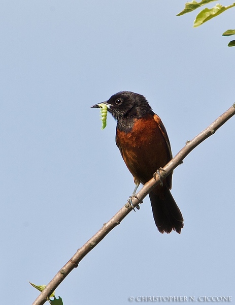 Orchard Oriole