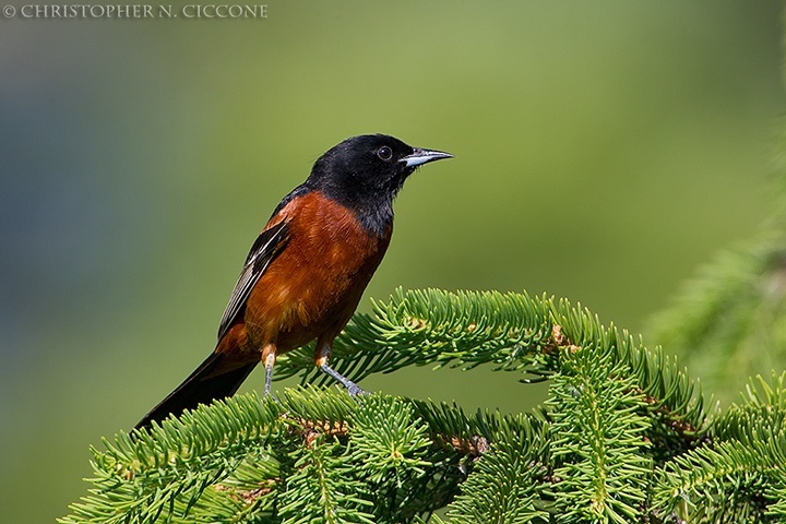 Orchard Oriole