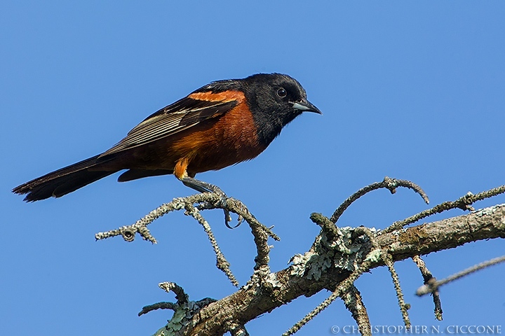 Orchard Oriole