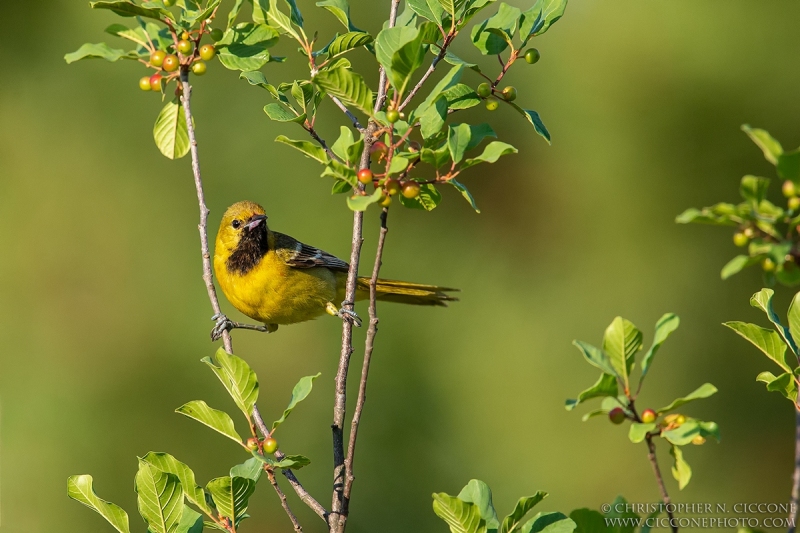 Orchard Oriole