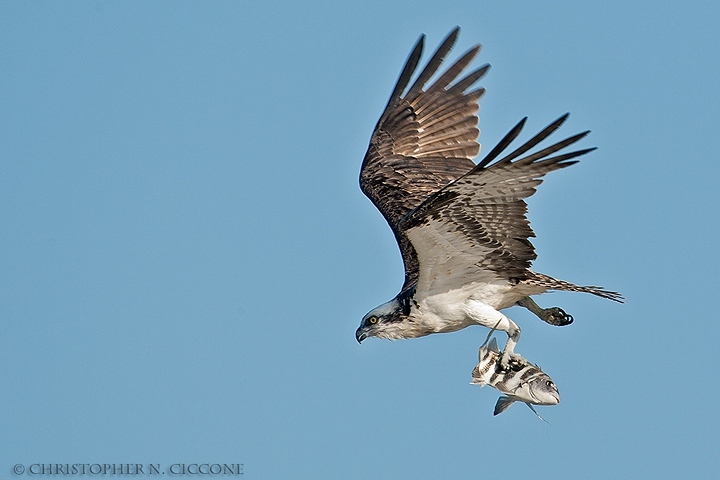 Osprey