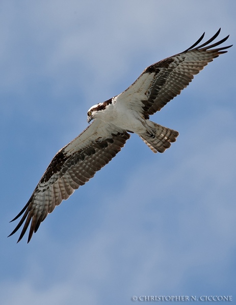 Osprey