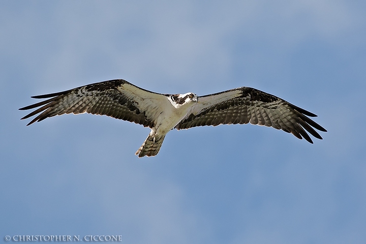 Osprey