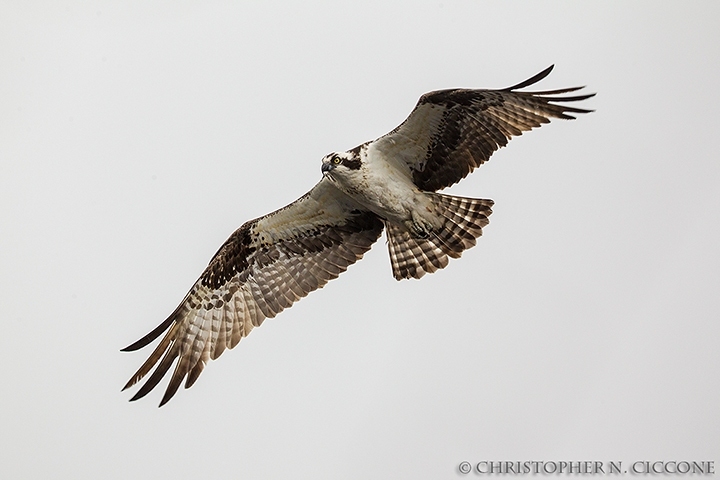 Osprey