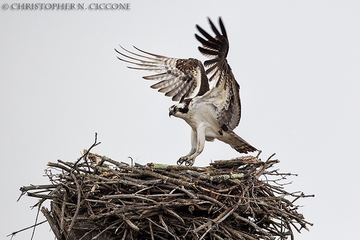 Osprey