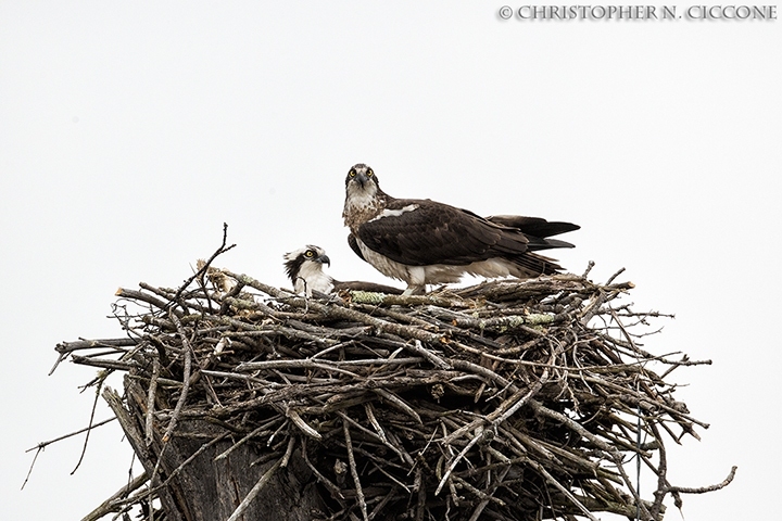 Osprey