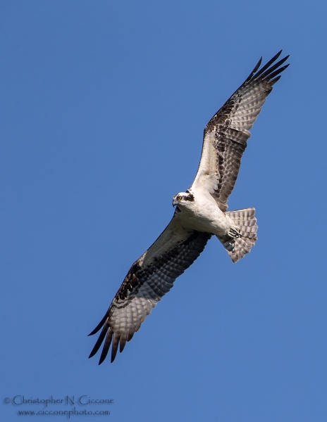 Osprey