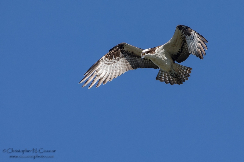 Osprey