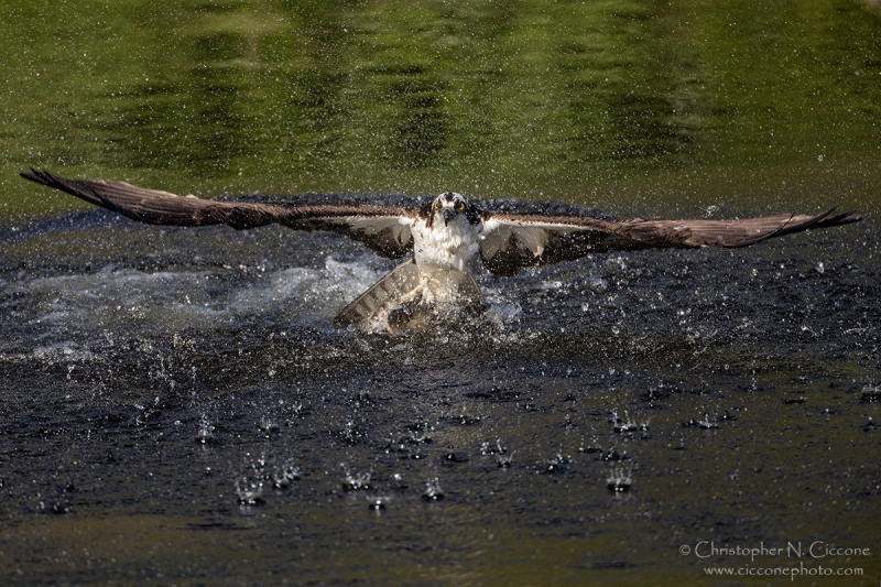 Osprey